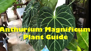 Anthurium Magnificum  How to Care Anthurium Magnificum [upl. by Umeh]