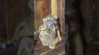 🐯🐯🐯OMG so fierce 😠 tigercub tiger kitten fpy cute kitty zoo adorable [upl. by Assilem]