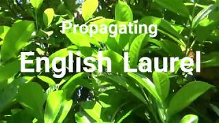 Propagating English Laurel  Growing From Cuttings [upl. by Ambrosio]