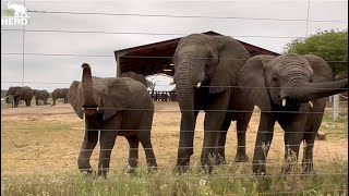 Little Elephant Phabeni Meets the Herd at the Fence Khanyisa Timisa Pisa Limpopo amp Kumbura [upl. by Natie]