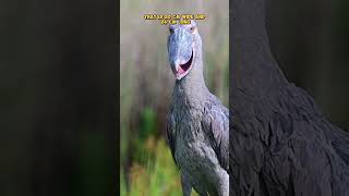 The Rare Ancient Stork Shoebill shorts animals pets [upl. by Thornburg]