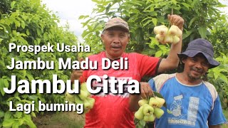 Budidaya jambu madu deli dan jambu citra lagi buming di Banyuwangi Deli and citra guava cultivation [upl. by Hedvige]