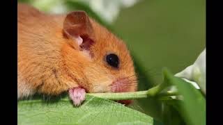 Dormouse Facts Interesting Facts about Dormouse [upl. by Htevi474]