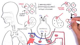 Oxygen  Haemoglobin Dissociation Curve  Physiology [upl. by Hedvige962]