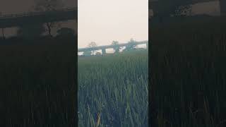 Bulbul ki khet [upl. by Hooke]