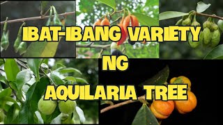 IbatIbang Species Ng Aquilaria Tree [upl. by Enaffit]