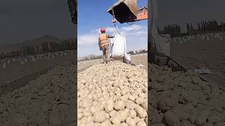 Excavator lifting potatoes process farming [upl. by Elberta]