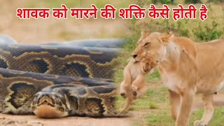 शावक को मारने की शक्ति कैसे होती है animals animal wildanimalshindi54 [upl. by Safoelc382]