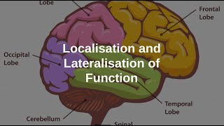 Localisation and Lateralisation of the Brain [upl. by Htebezile883]