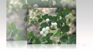 Symphoricarpos  garden plants [upl. by Viquelia659]