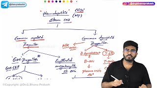 Hematopoiesis Physiology 🩸 [upl. by Jsandye]