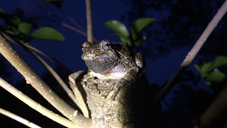 Grey Tree Frogs CallingCroaking [upl. by Tsan132]