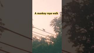 A monkey rope।shortsfeed viralvideos garden satyavartchhikara The Little move [upl. by Ming966]