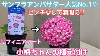 『サフィニア』ピンチなしでも満開に♡小梅ちゃんの植え付けガーデニングサンフラアンバサダーサントリーフラワーズペチュニア [upl. by Handy]