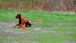 Rhodesian Ridgeback Obedience [upl. by Hyatt151]