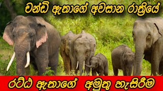 චන්ඩිගේ මරණයට කලින් හවස රට්ඨ ඇතා දාපු අමුතු සෙල්ලම්🫣🐘elephant fighting youtube attack shorts [upl. by Ardelis640]