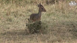 Kirks Dik Dik  Smallest Maasai Mara Antelope  Zebra Plains [upl. by Sproul266]