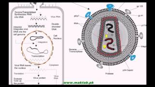 FSc Biology Book1 CH 5 LEC 9 Acquired Immune Deficiency Syndrome HIV [upl. by Ovatsug53]