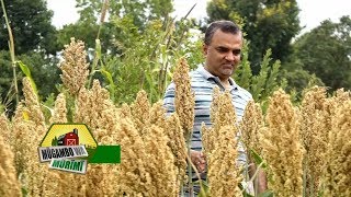 Advanta Hybrid Sorghum Variety in Kenya [upl. by Lucio]