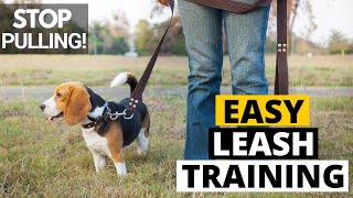 How to Leash Train your Beagle The Right Way [upl. by Anelhtac]