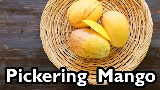 Truly Tropical Mango Varieties ‘Pickering’ [upl. by Kcajyllib]