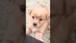 Funny baby dog 🐕dogshotrs animals [upl. by Devon]