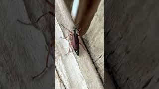 Colorful Blister Beetle Has a toxin that causes blisters Harpeth River TN USA 🎶 Do not touch [upl. by Anahoj256]