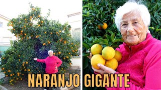 ¡Cuidados del NARANJO🌱 NARANJAS GIGANTES 😱 [upl. by Angrist]