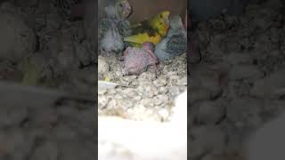 5 chicks birds budgie parrot video viralvideo shorts [upl. by Sekofski42]