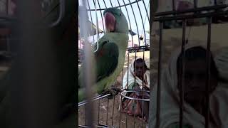 Alexandrine Parrot birdlovers talkingparrot satisfying shorts [upl. by Ahsemat]