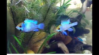 Most eyecatching Electric Blue Ram pair electric blueram fish aquarium [upl. by Madella]