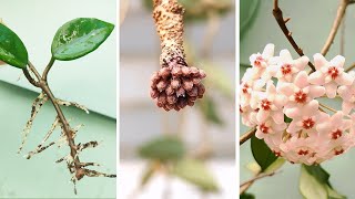 How to Propagate Hoya Carnosa from Stem Cuttings  Hoya Care Tips to Many Blooms [upl. by Trepur]