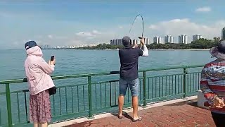 Bedok Jetty Day 7 from 8 many fish landed [upl. by Ahsirat931]