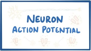 Neuron action potential  physiology [upl. by Eicyaj576]