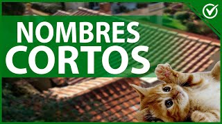 🐈 Nombres Cortos para Gatos Macho y Hembra ¡Originales 🐈 [upl. by Dilaw]