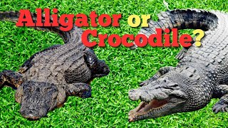 Alligator vs Crocodile What’s The Real Difference [upl. by Gnaoh]