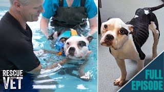 Biggest transformation of emaciated rescue dog  Rescue Vet with Dr Scott Miller [upl. by Sweeney]