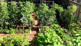 How to Grow a lot of Food in a Small Garden  9 EZ tips [upl. by Beora468]