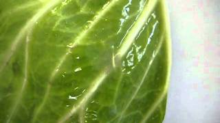 WETCIT vs NON IONIC ORGANOSILICONE on cabbage [upl. by Ralaigh645]