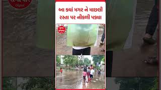 Vadodara  વડોદરામાં મગરો દેખાવાનું શરૂ  Crocodile  Vishwamitri River  Mumbai samachar [upl. by Alyar]