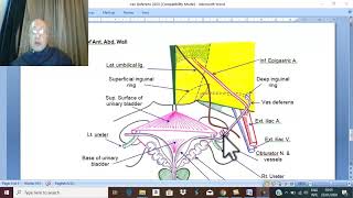 Anatomy Urogenital Module 19  Vas Deferens   by Dr Wahdan [upl. by Sabina]