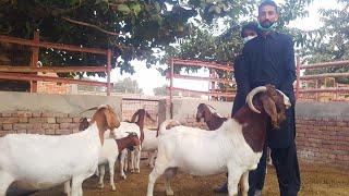 Boer Goat Farming in PakistanComplete Documentary [upl. by Essila]