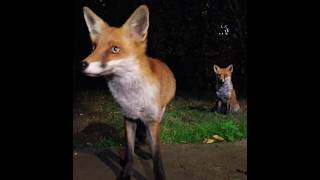 Fox Lets Cub Get The Food [upl. by Mahla]