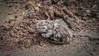 Abandoned at a construction site Dirty and smelly kitten begs for help A lady saves him [upl. by Claudian]