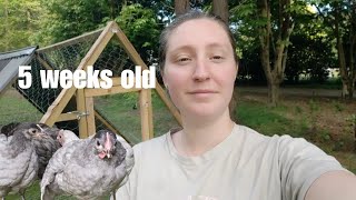 Meat Bird Chicks Week 5 Update  Chicken Tractor [upl. by Evetta573]