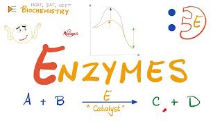 Enzymes  Catalysts  Structure amp Function  Biochemistry 🧪 [upl. by Eibreh714]