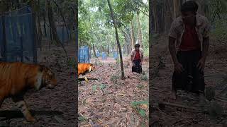 Tiger Attack a Boy in open Jungle 🐆 97 Vfx​ tiger​ wildlife​ videos​ viralvfx​ leopard​ [upl. by Qifahs]