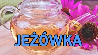 Jeżówka na odporność  NAWIGUJ NA ZDROWIE 10 [upl. by Nelloc]