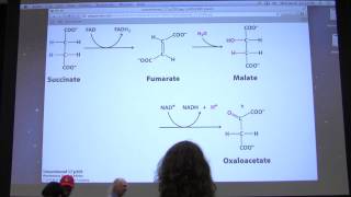 28 Kevin Aherns Biochemistry  Citric Acid Cycle II [upl. by Tedda]