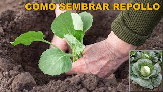 Cómo sembrar repollo paso a paso Discovery Mundo agricultura hortalizas [upl. by Ahsiyk512]